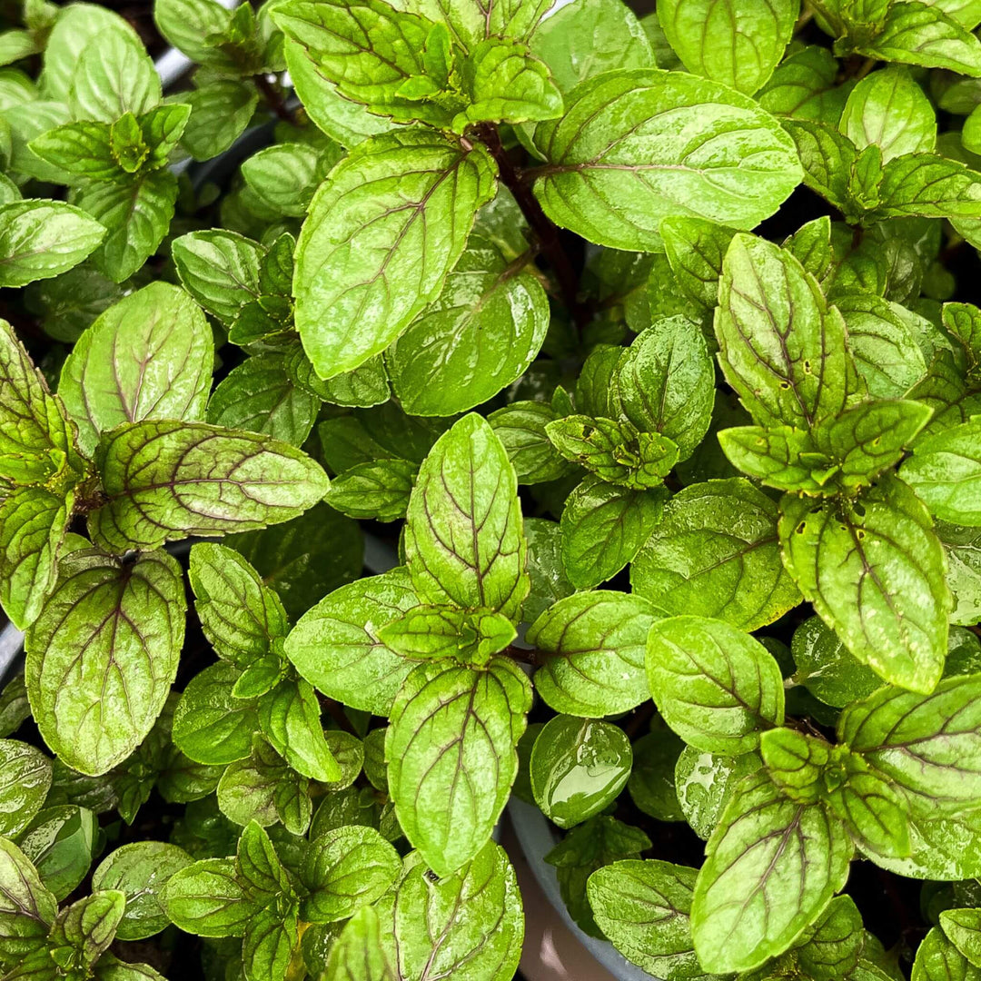 A cluster of Chocolate Mint plants