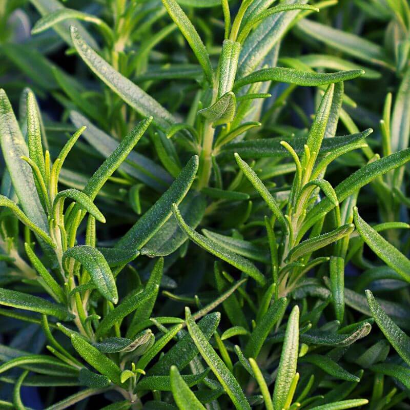 A close up of rosemary plants