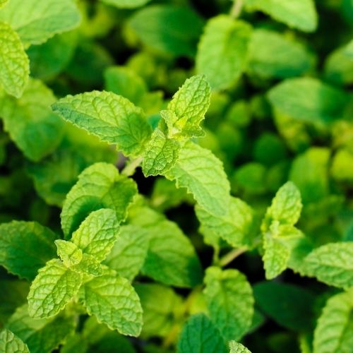The green leaves of a strawberry mint plant