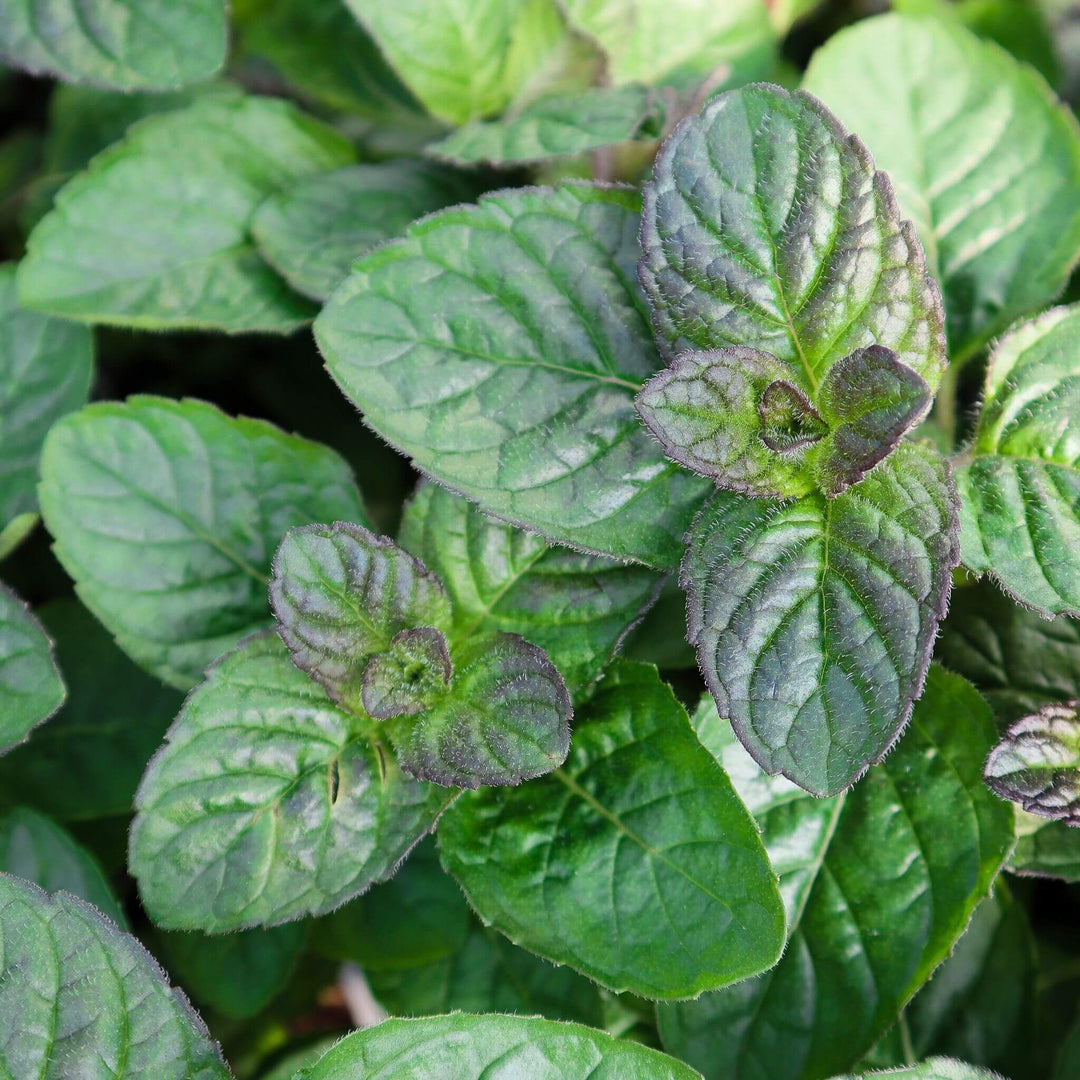 A close up of a Berries and Cream mint plant