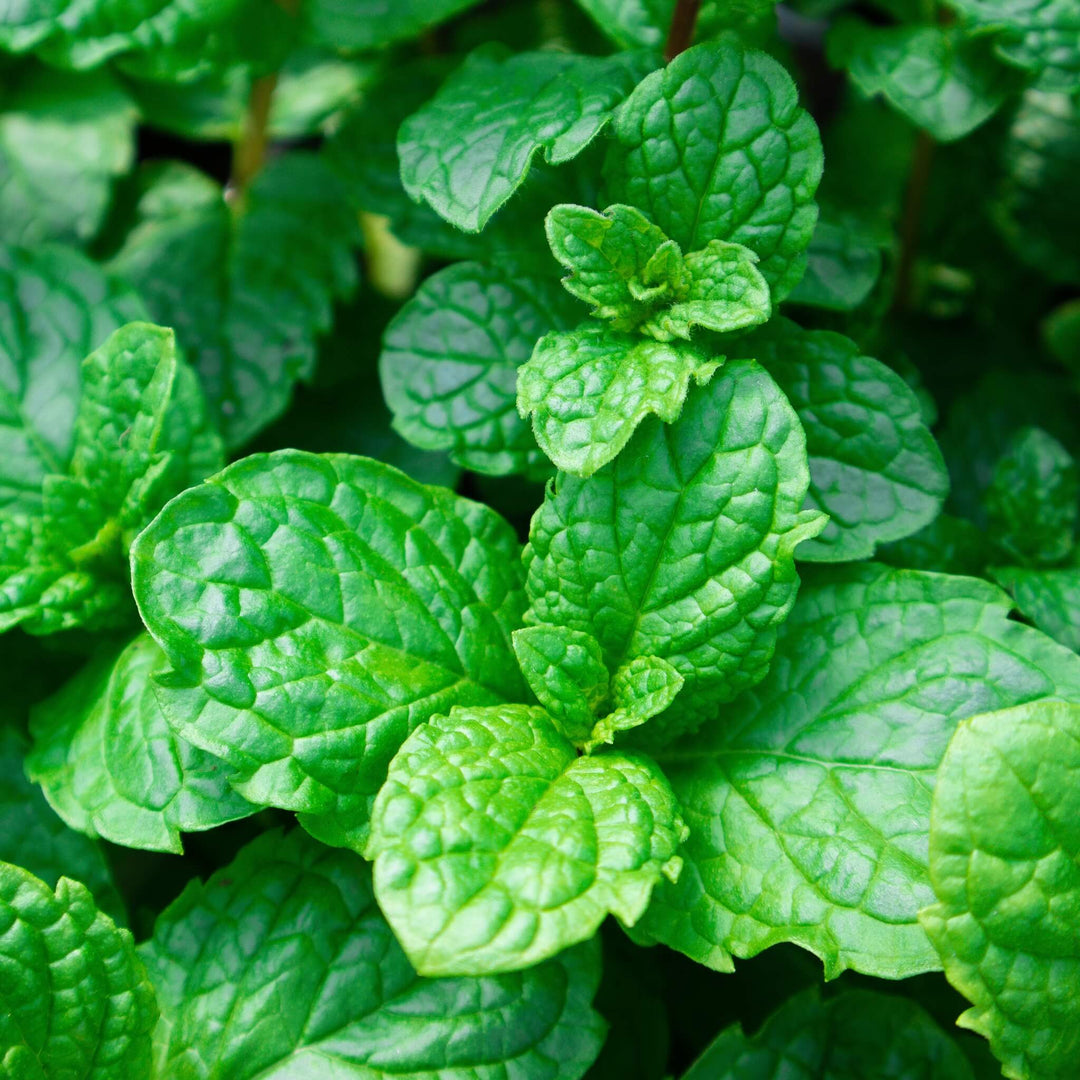 A close up of green Tashkent Mint leaves