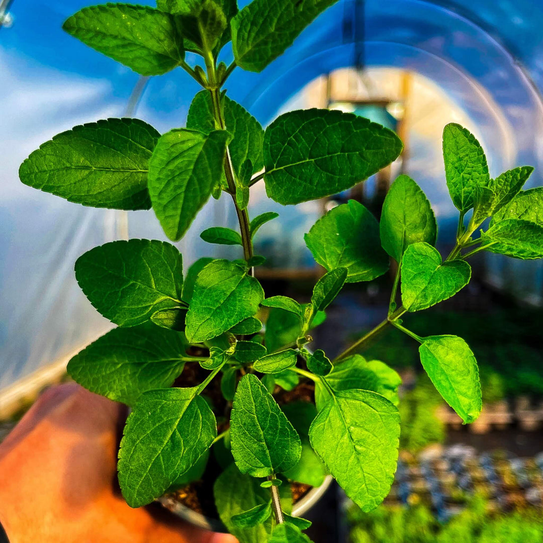 Blackcurrant Sage Herb Plants | Herb Foliage 