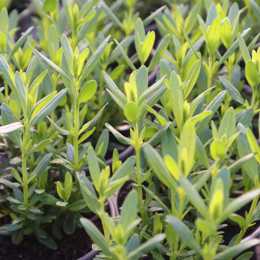 A group of Hyssop plans in the sun