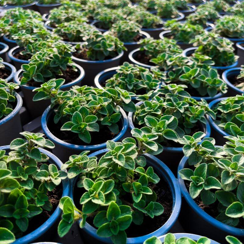 A selection of potted oregano plants in the sun