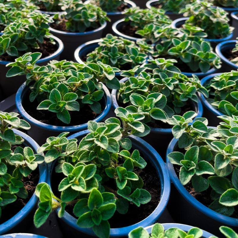 A selection of potted hot'n'spicy oregano plants