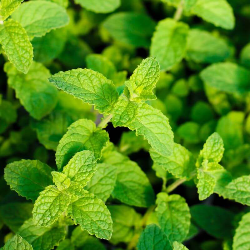 A close up of vibrant green strawberry mint leaves