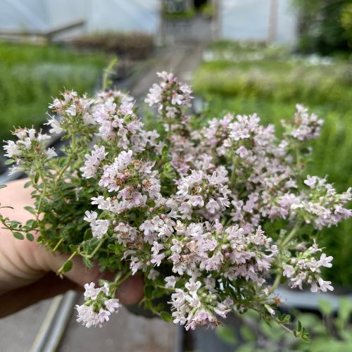Thyme 'Pink Chintz' in flower with pretty pastel blooms